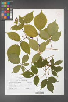 Rubus hirtus [KOR 41817]