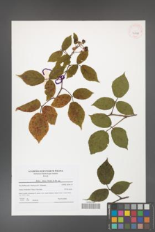 Rubus hirtus [KOR 41598]