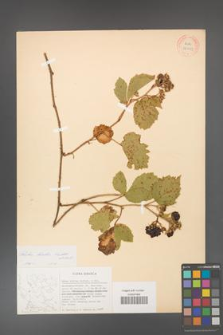 Rubus hirtus [KOR 27053]