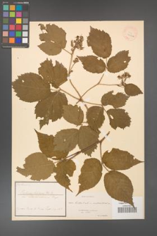 Rubus hirtus [KOR 18476a]
