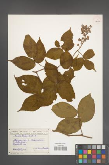 Rubus hirtus [KOR 18474a]
