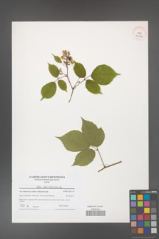 Rubus hirtus [KOR 40674]