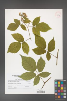 Rubus hirtus [KOR 40671]