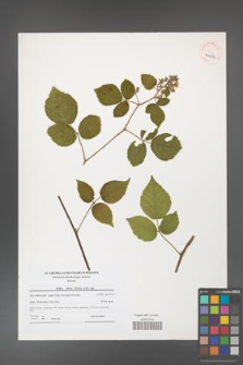 Rubus hirtus [KOR 40672]