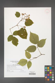 Rubus hirtus [KOR 40675]