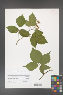 Rubus hirtus [KOR 41113]