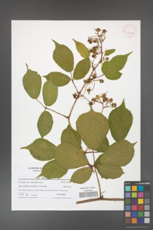 Rubus hirtus [KOR 41992]
