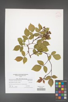 Rubus hirtus [KOR 41568]