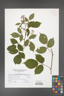 Rubus hirtus [KOR 41621a]
