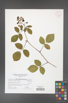 Rubus hirtus [KOR 41600a]
