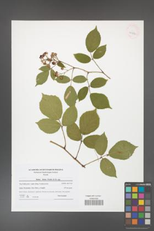 Rubus hirtus [KOR 41582]