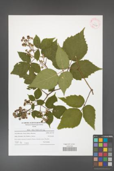Rubus hirtus [KOR 42067]