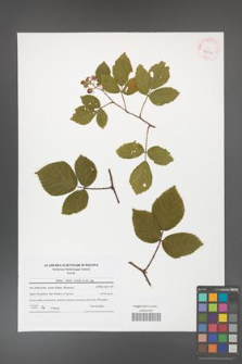Rubus hirtus [KOR 42015]