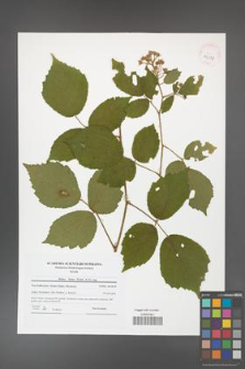 Rubus hirtus [KOR 42078]