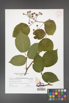Rubus hirtus [KOR 42075]