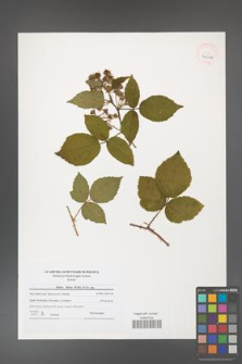 Rubus hirtus [KOR 40622]
