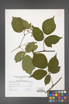 Rubus hirtus [KOR 40617]