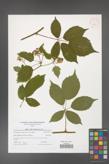 Rubus hirtus [KOR 40631]