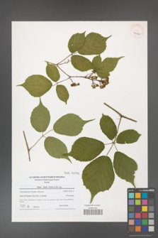 Rubus hirtus [KOR 40712]