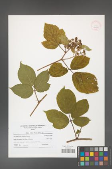 Rubus hirtus [KOR 40710]