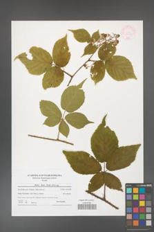 Rubus hirtus [KOR 44554]