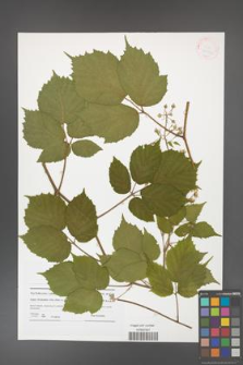 Rubus hirtus [KOR 41552]