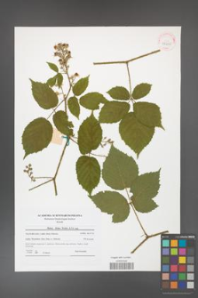 Rubus hirtus [KOR 42030]