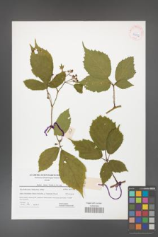 Rubus hirtus [KOR 42276]