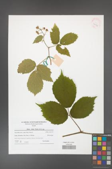 Rubus hirtus [KOR 42043]