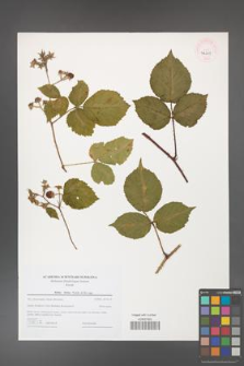 Rubus hirtus [KOR 46219]