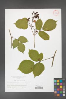 Rubus hirtus [KOR 44021]