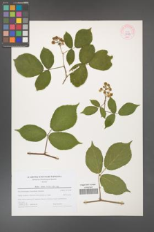 Rubus hirtus [KOR 44204]