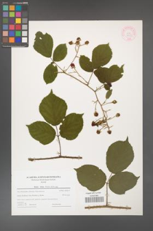 Rubus hirtus [KOR 44369]