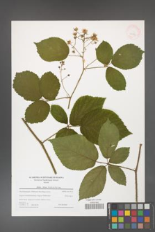 Rubus hirtus [KOR 43282]