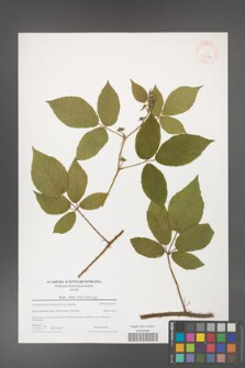 Rubus hirtus [KOR 43276]