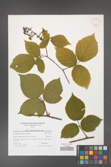 Rubus hirtus [KOR 41051]