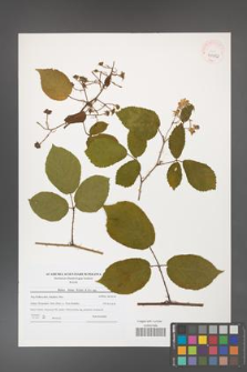 Rubus hirtus [KOR 41050]