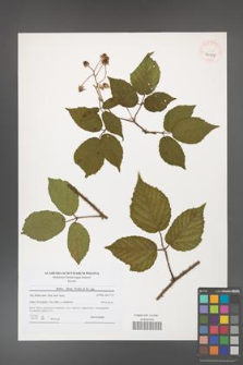 Rubus hirtus [KOR 40787]