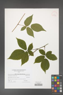 Rubus hirtus [KOR 40792]
