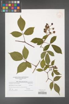Rubus hirtus [KOR 40833]