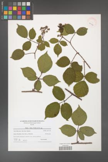 Rubus hirtus [KOR 40947]