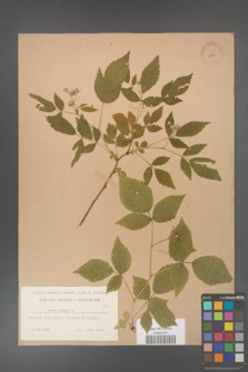 Rubus idaeus [KOR 10829]