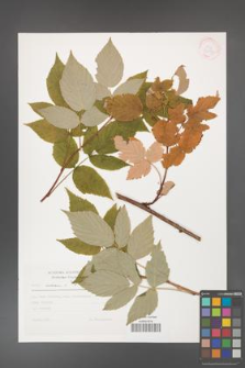 Rubus idaeus [KOR 30551]