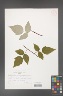 Rubus idaeus [KOR 30499]