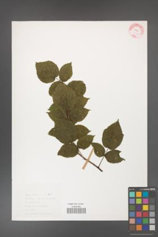 Rubus idaeus [KOR 30795]