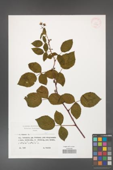 Rubus idaeus [KOR 29872]