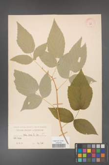Rubus idaeus [KOR 213]