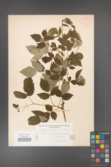 Rubus idaeus [KOR 10820]