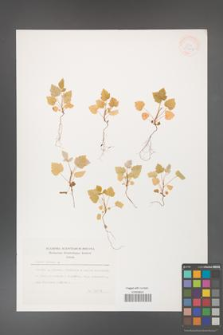 Rubus idaeus [KOR 33202]
