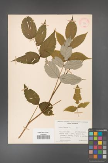 Rubus idaeus [KOR 10818]